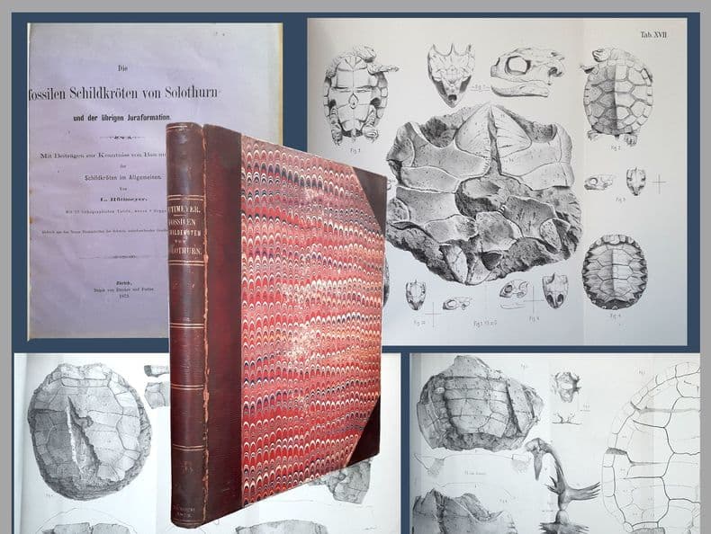 DEPARTEMENT DU TARN & GARONNE. Documents historiques 2.